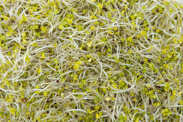 Broccoli Sprouts (close-up shot)