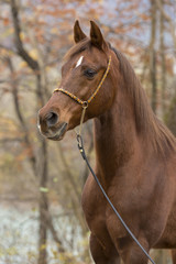 Fototapeta premium Arce Im Herbst