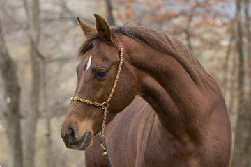 Obraz premium Arce Im Herbst