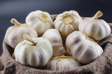 Garlic