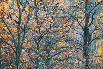 Autumn forest. Landscape with trees on cloudy day. Golden leaves