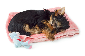 Yorkshire Terrier puppy sleeping on pink towel