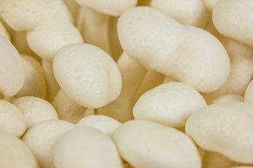 Fototapeta na wymiar little white mushrooms background