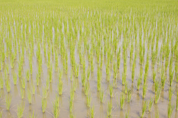 Rice seedlings in Chiang Mai, Thailand