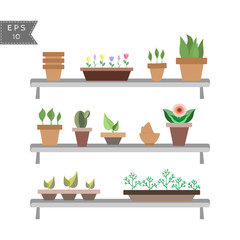 set of house plants in pots on the shelves