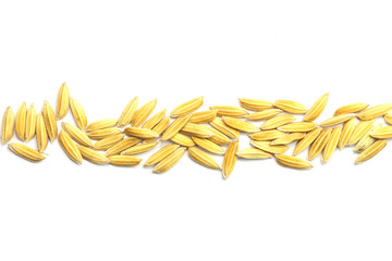 Yellow paddy jasmine rice