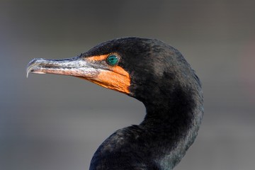 Double-crested Cormorant (Phalacrocorax auritus)