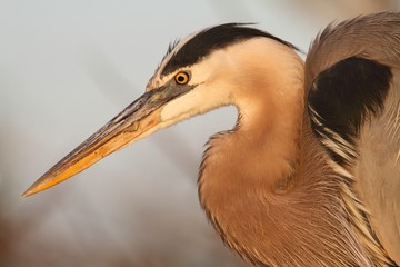 Great Blue Heron (Ardea Herodias)