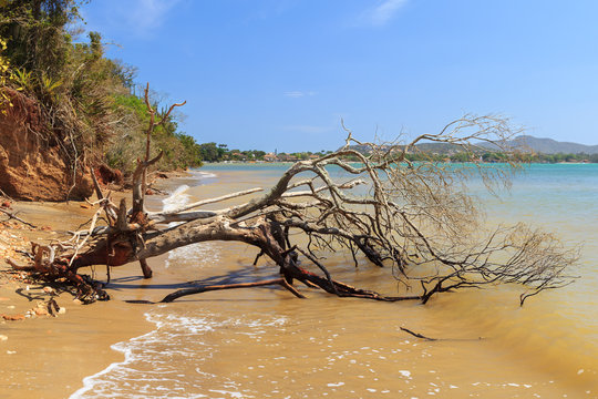 Dead broken tree in sea after storm, hurricane