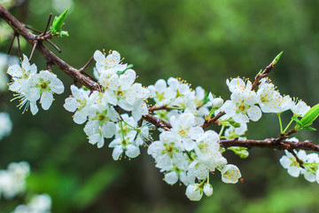Plum blossom with white flowers.