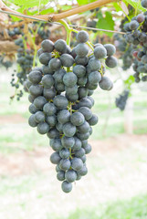 Branch of blue grapes on vine in vineyard