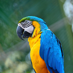 Blue and Gold Macaw