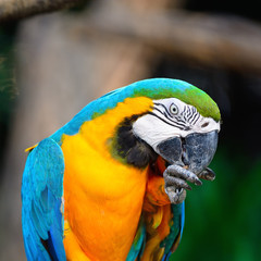 Obraz premium Blue and Gold Macaw