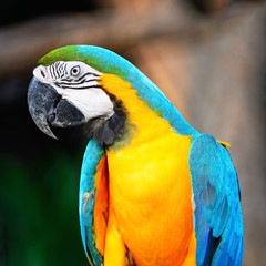 Blue and Gold Macaw