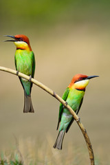 Chestnut-headed Bee-eater