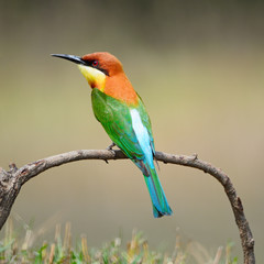 Chestnut-headed Bee-eater