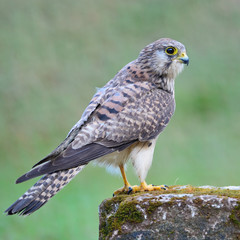 female Common Kestrel