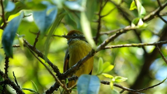 Chestnut-tailed minla moving on the tree branch