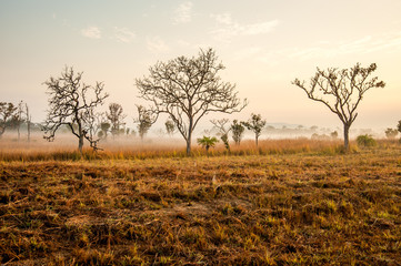 Road of savanna Field in summer season.