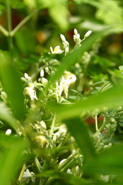 Flower of Edible moringa on tree.