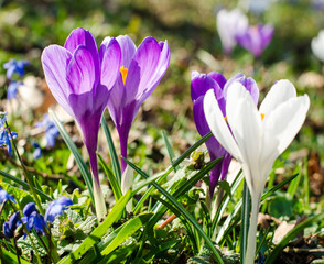 springtime crocus in white and violet :)