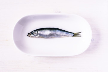 Sprat