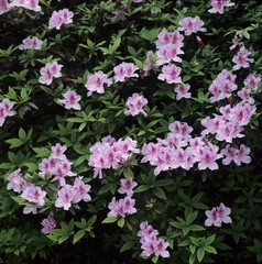 포토시리즈(아시아여행)