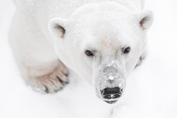 Fototapeta premium Young Polar Bear playing in snow