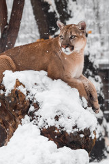 Canadian Puma Hunting during Snowfall at National Park