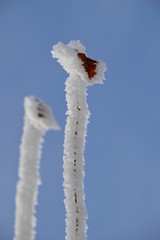 Zweige, Eis, Schnee, blauer Himmel