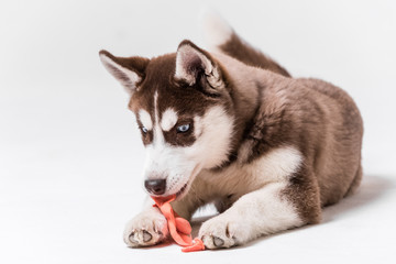 Siberian Husky Utah playing with Balloon