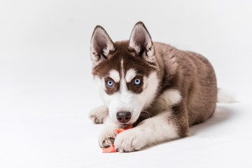Siberian Husky Utah playing with Balloon