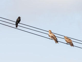 crows and two hawks