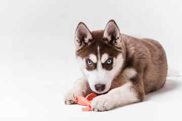 Siberian Husky Utah playing with Balloon
