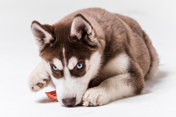 Siberian Husky Utah playing with Balloon