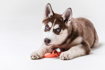 Siberian Husky Utah playing with Balloon