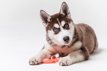 Siberian Husky Utah playing with Balloon