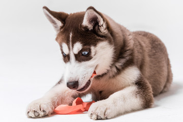Siberian Husky Utah playing with Balloon