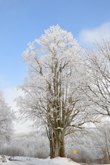 Super - Baum, Winter