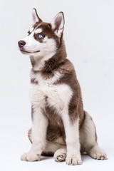 Siberian Husky Utah playing with Balloon