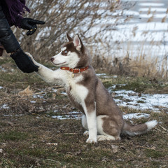 Siberian Hasky Utah playing games