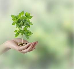 Fototapeta na wymiar Investing to green business