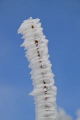 vereiste Zweige im Winter