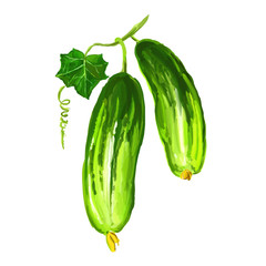 cucumber vegetable vector illustration  hand drawn  painted