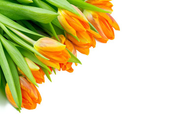 orange tulips isolated on white background