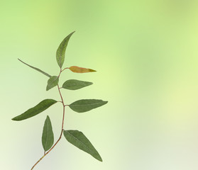 close up of branch