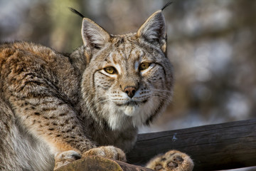 Luchs