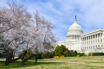 Washington DC, United States Capitol Building in Spring