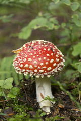 Fliegenpilz amanita muscaria