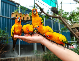Parrots are on thr hand